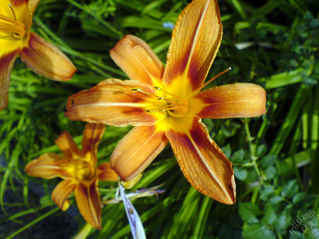 Orange color daylily -tiger lily- flower.
