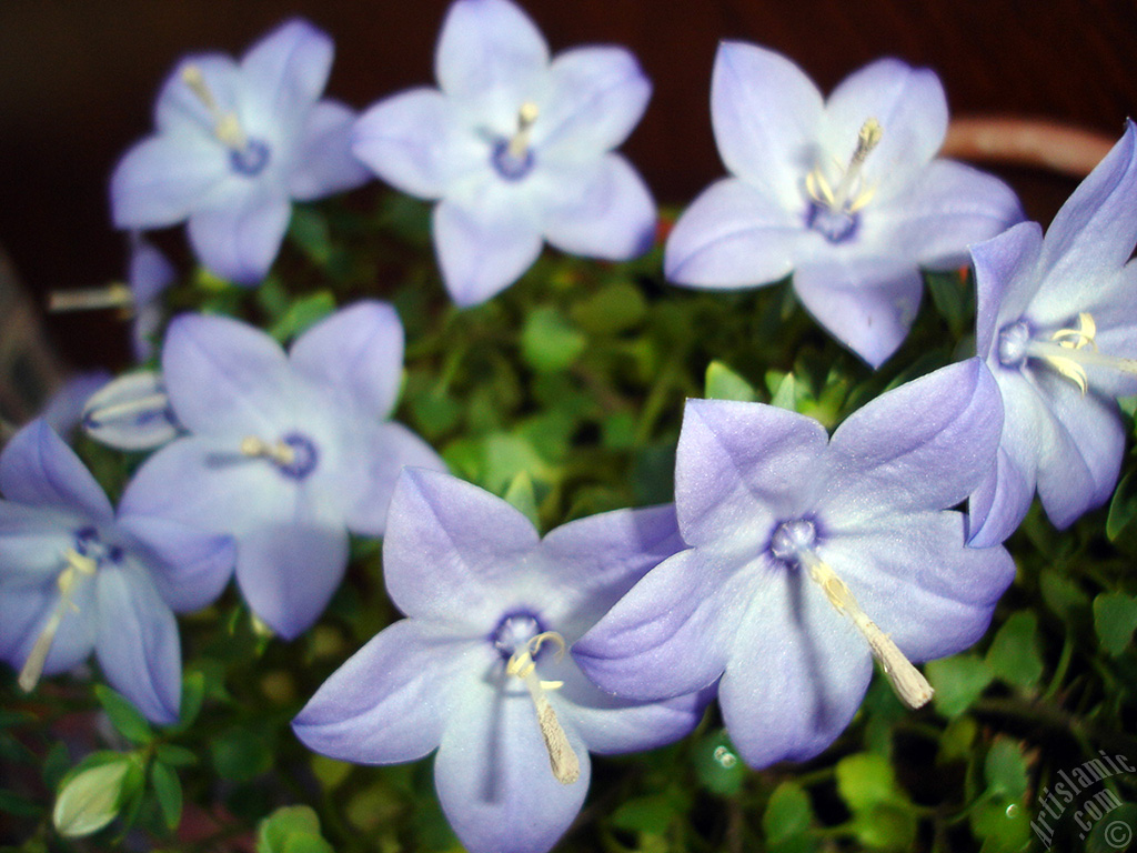 Balloon Flower -Chinese Bellflower-.
