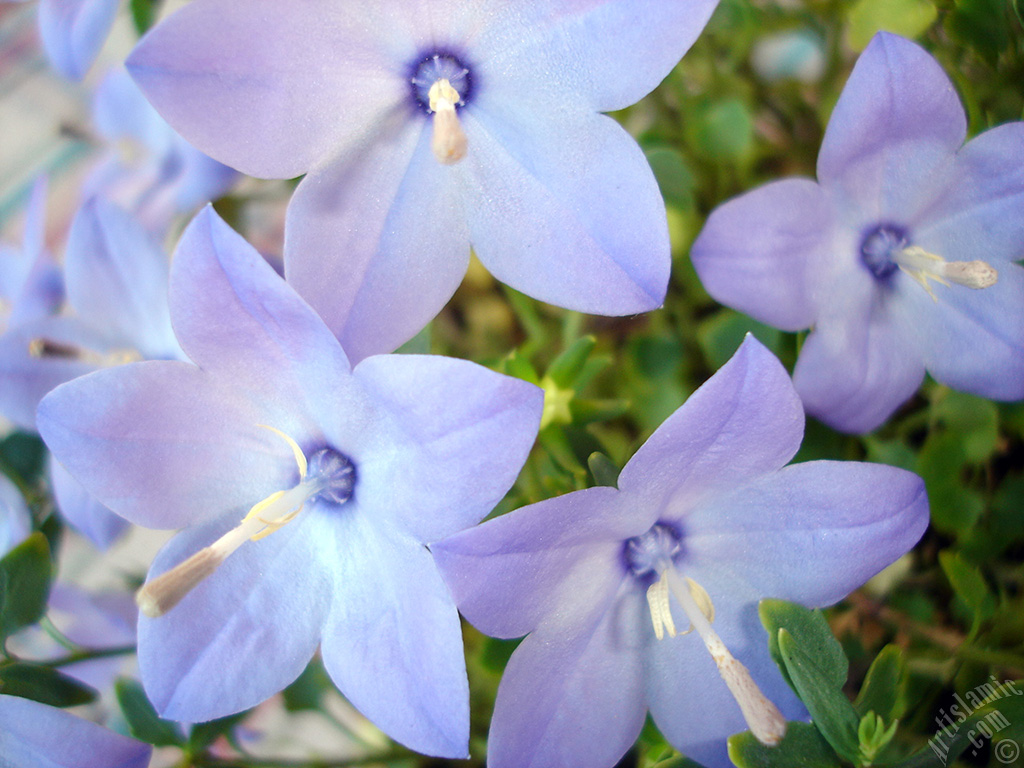 Balloon Flower -Chinese Bellflower-.
