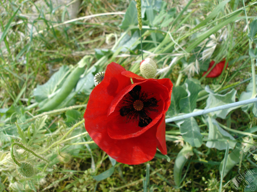 Red poppy flower.
