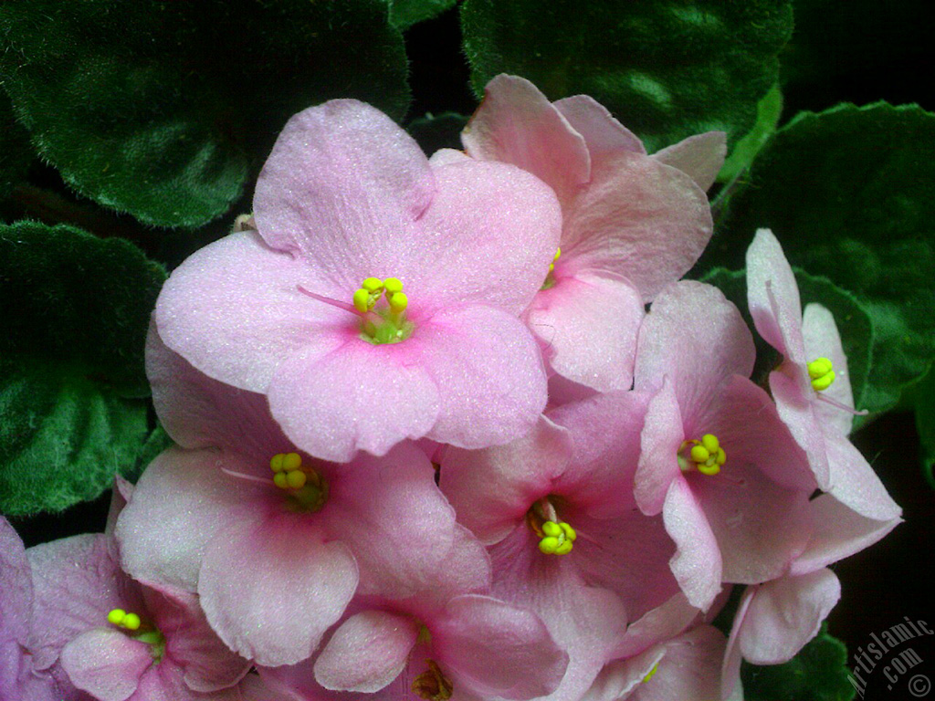 Pink color African violet.
