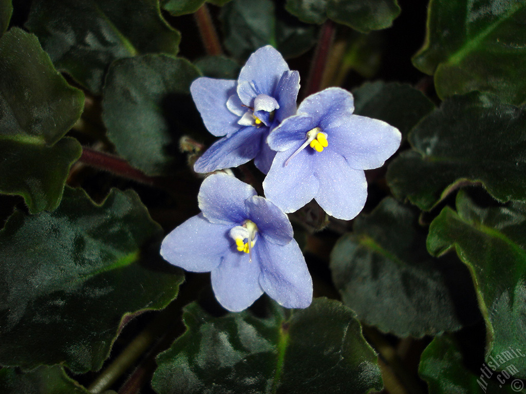 Purple color African violet.
