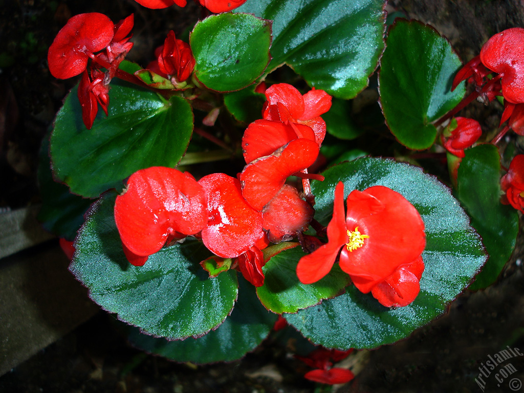 Wax Begonia -Bedding Begonia- with red flowers and green leaves.
