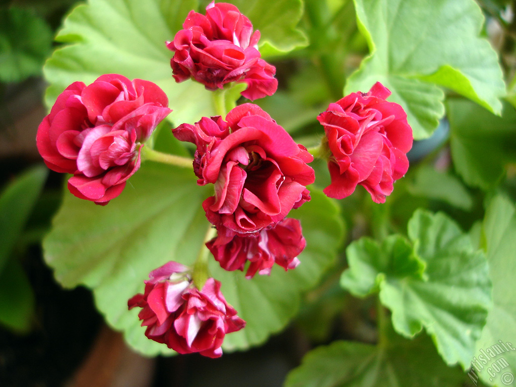 Red color Pelargonia -Geranium- flower.
