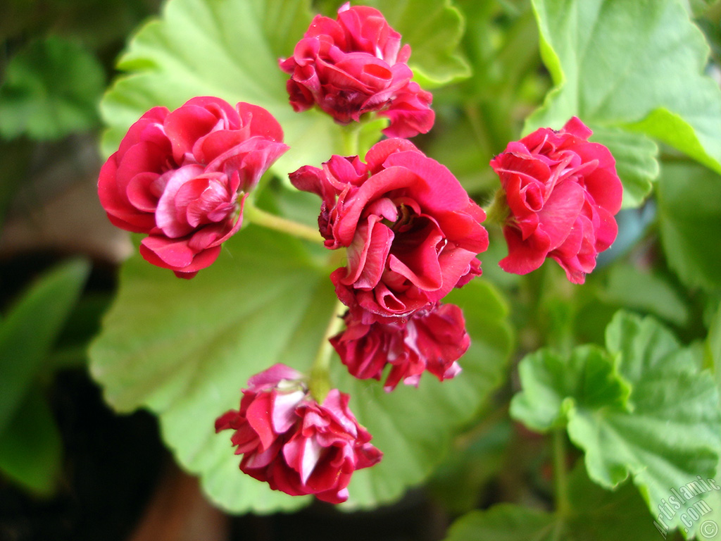 Red color Pelargonia -Geranium- flower.
