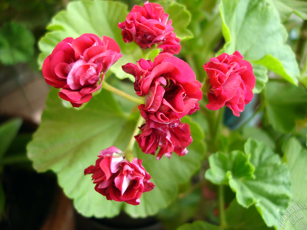 Red color Pelargonia -Geranium- flower.
