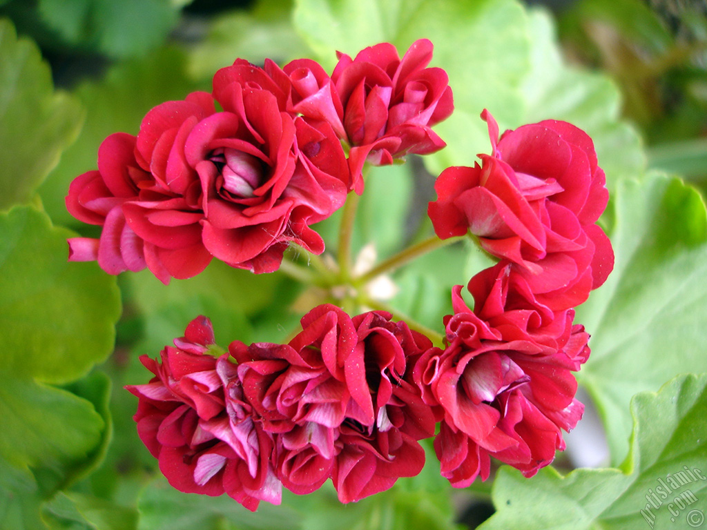 Red color Pelargonia -Geranium- flower.
