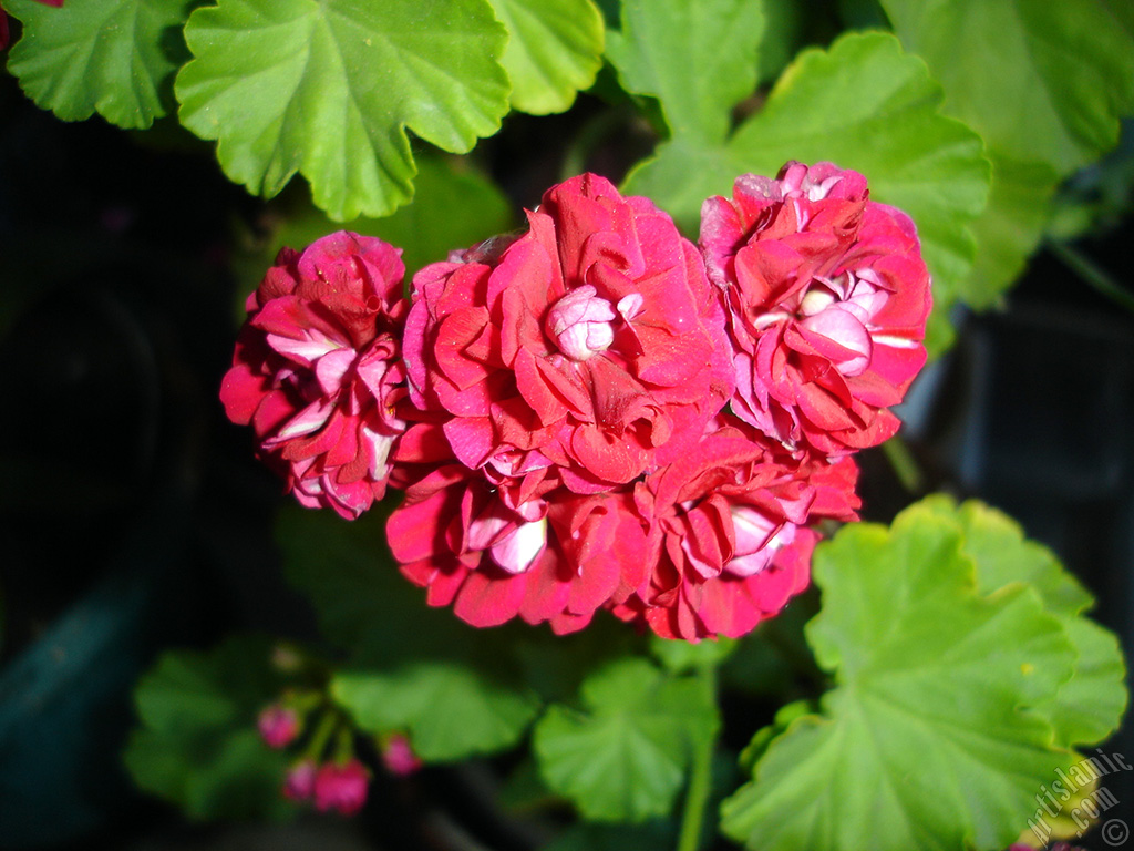 Red color Pelargonia -Geranium- flower.
