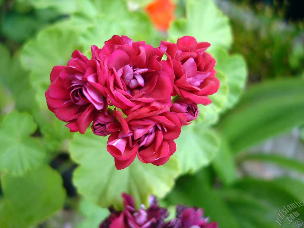 Red color Pelargonia -Geranium- flower.
