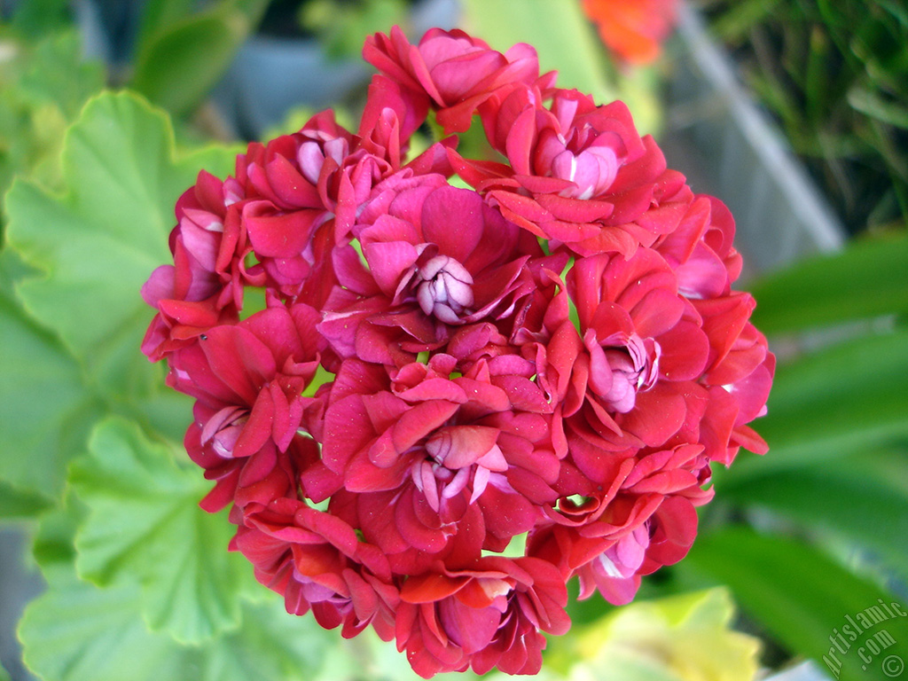 Red color Pelargonia -Geranium- flower.
