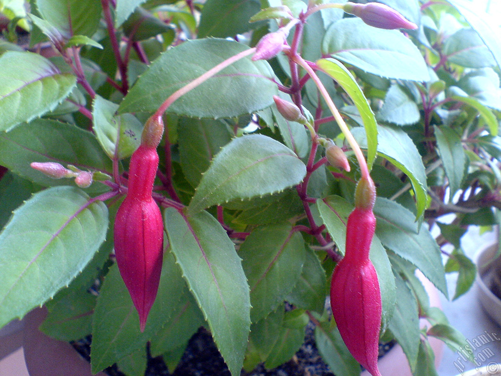 Red and purple color Fuchsia Hybrid flower.
