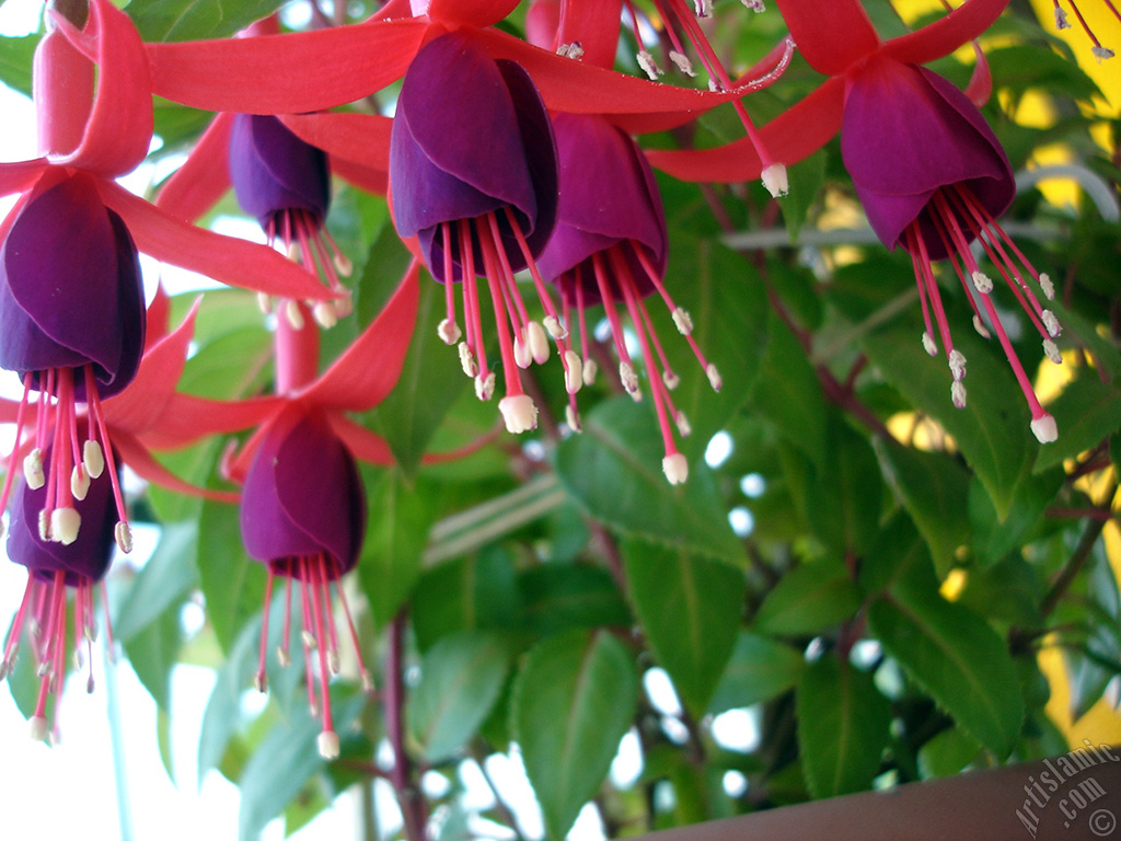 Red and purple color Fuchsia Hybrid flower.
