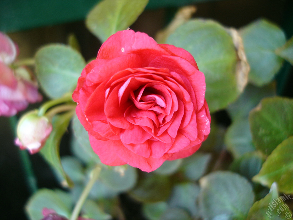 Red color Begonia Elatior flower.
