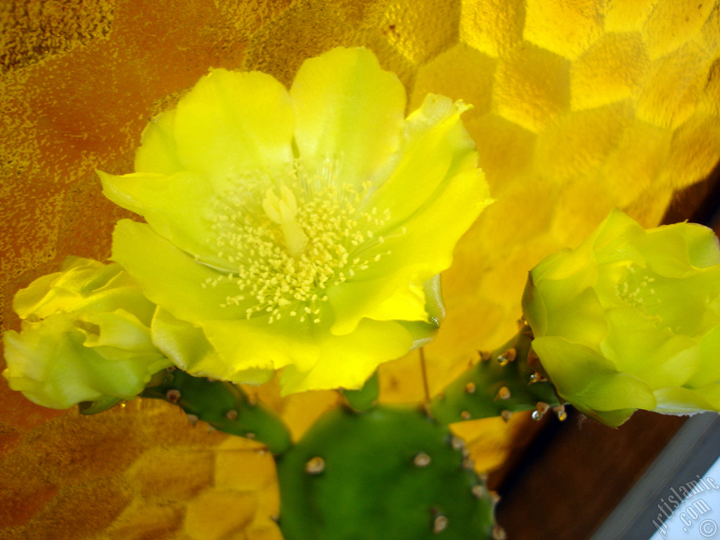 Prickly Pear with yellow flower.
