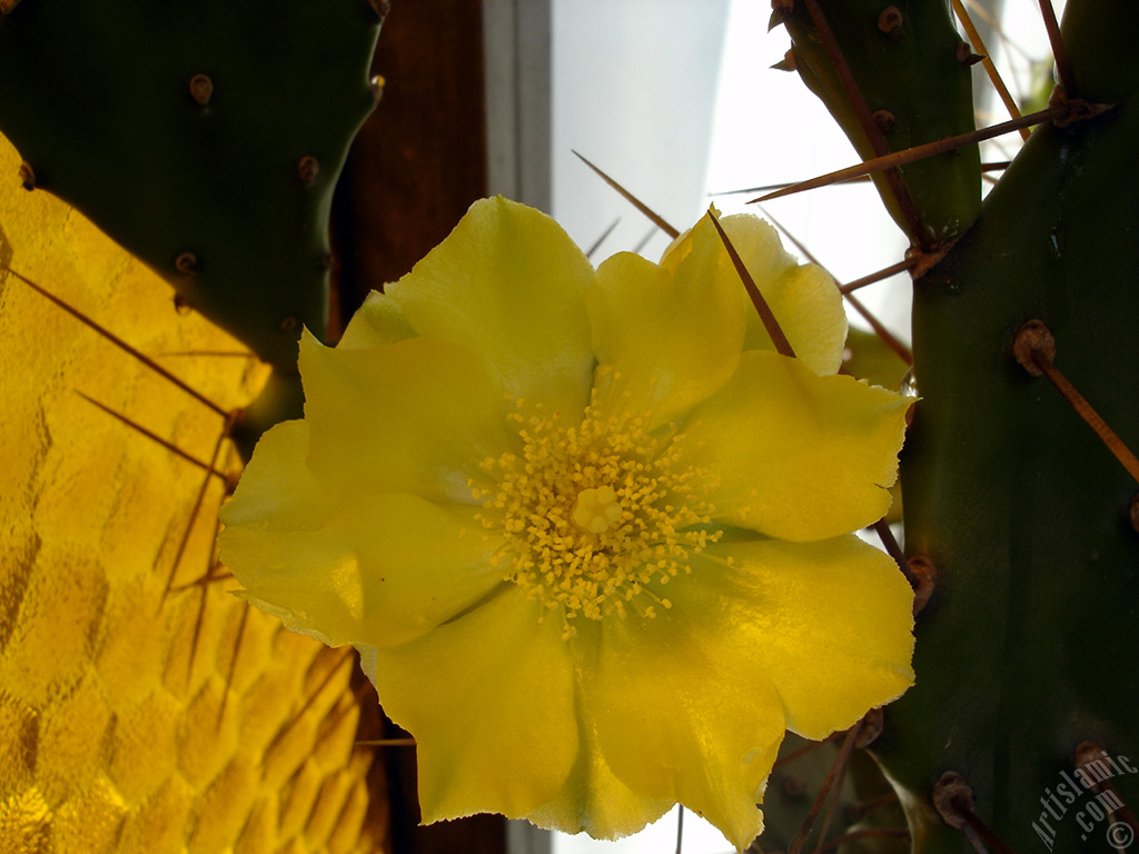 Prickly Pear with yellow flower.
