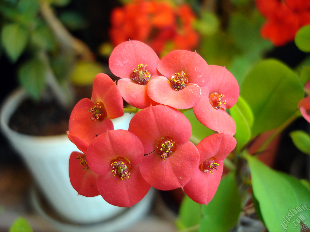 Euphorbia Milii -Crown of thorns- with pink flower.
