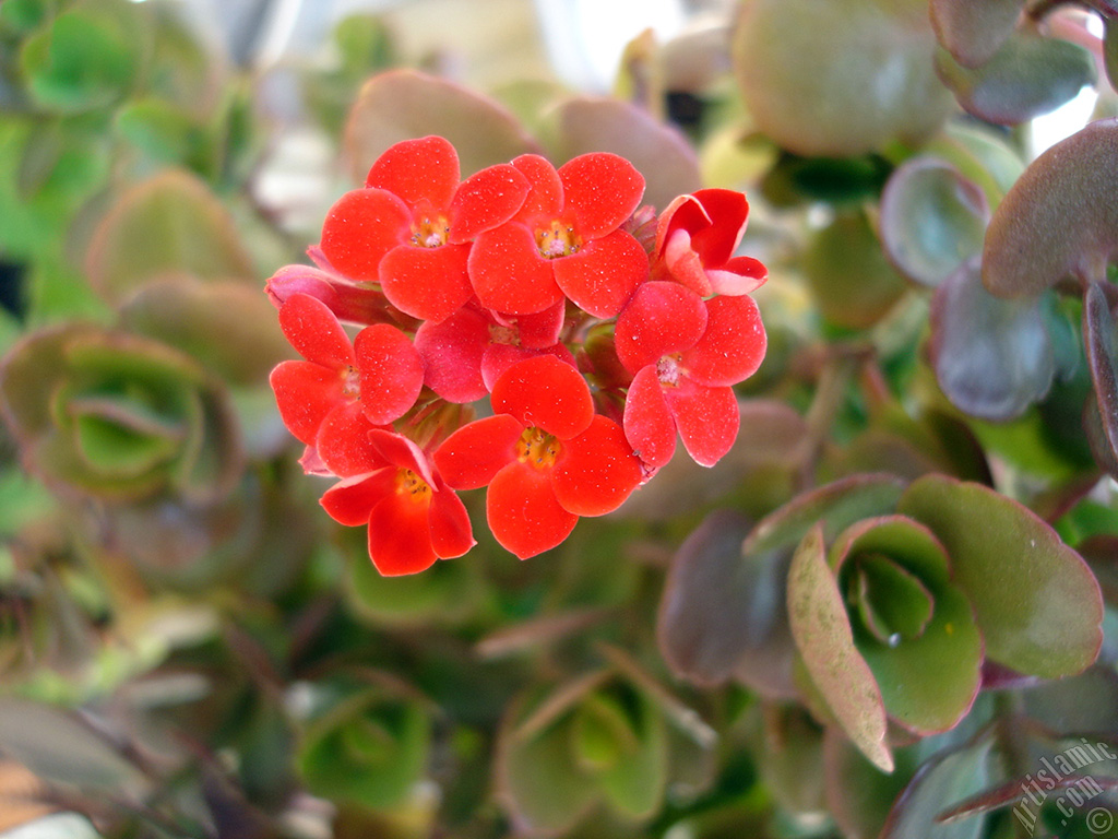 Kalanchoe plant`s flower.
