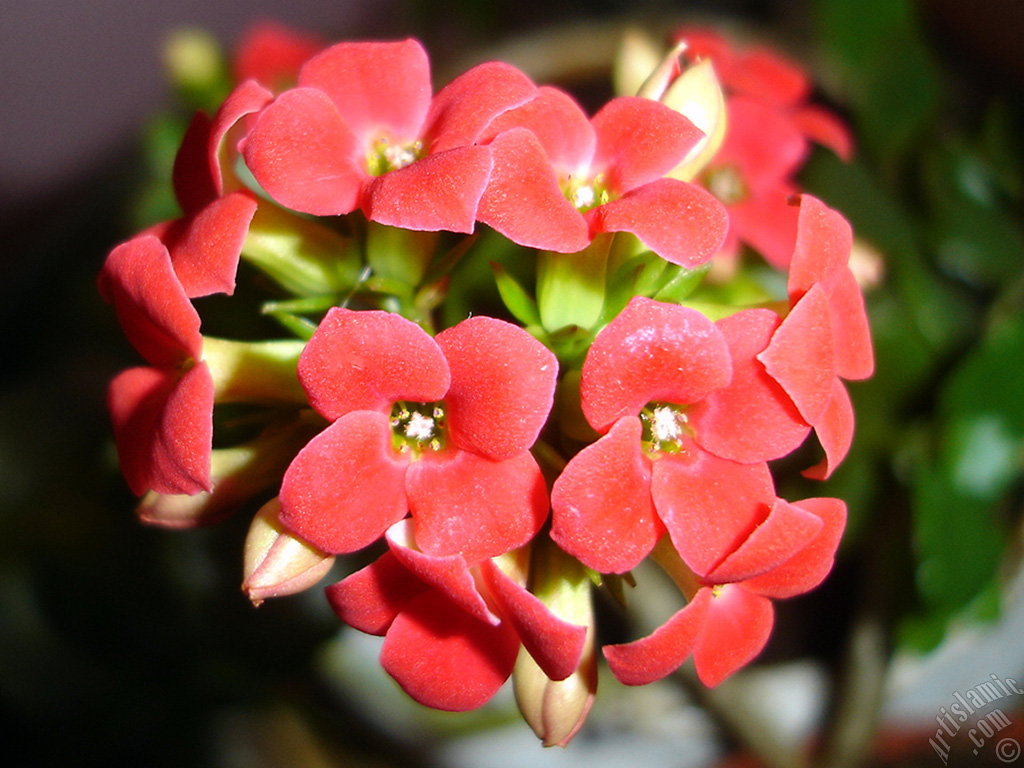 Kalanchoe plant`s flower.
