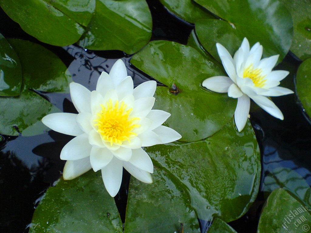 Water Lily flower.
