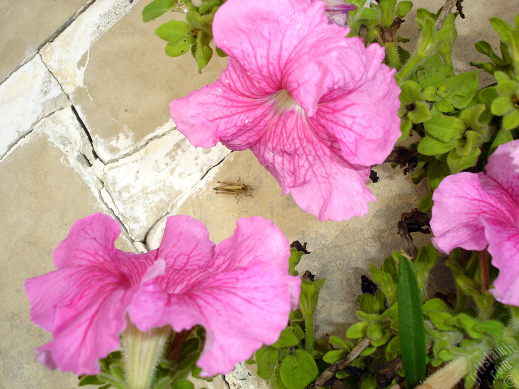 Pink Petunia flower.
