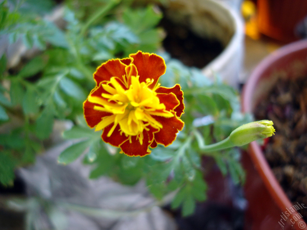 Marigold flower.
