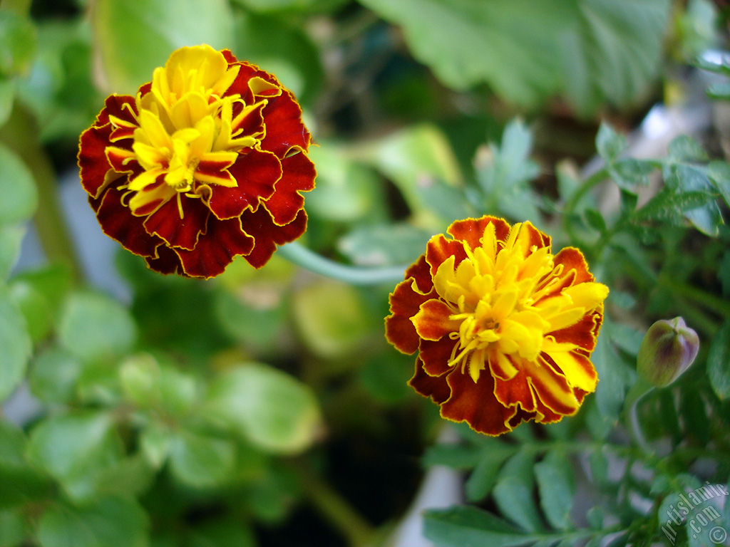 Marigold flower.
