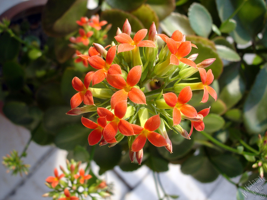 Kalanchoe plant`s flower.
