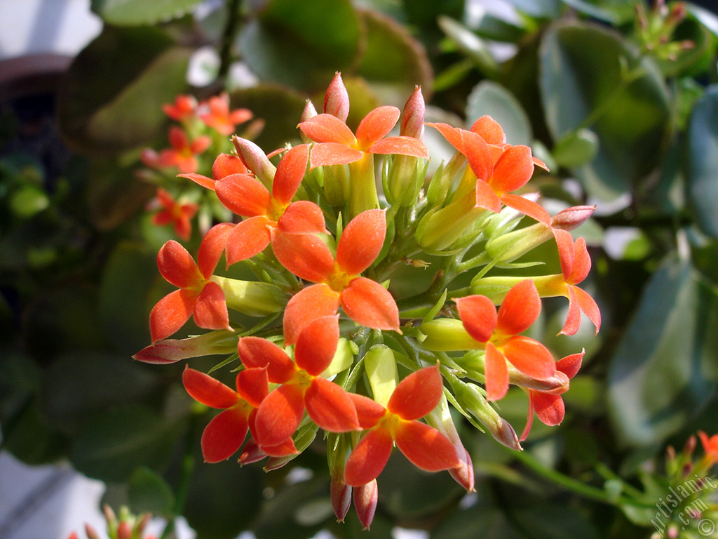 Kalanchoe plant`s flower.
