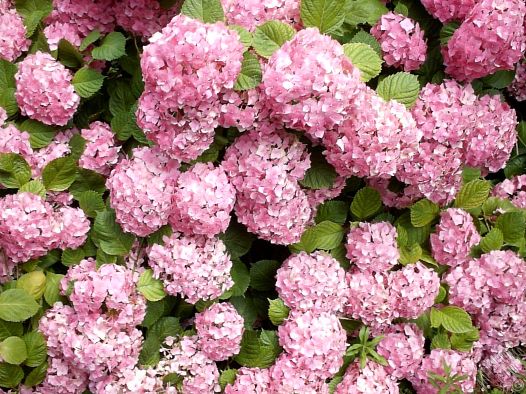 Pink Hydrangea -Hortensia- flower.
