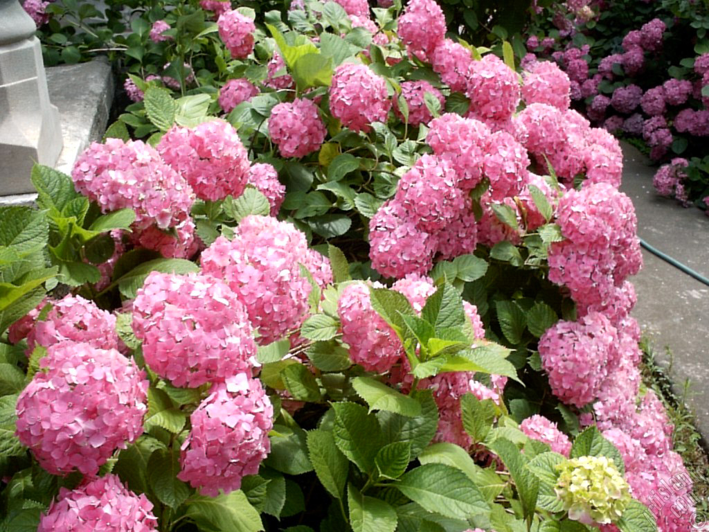 Pink Hydrangea -Hortensia- flower.
