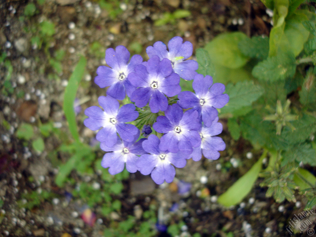 Verbena -Common Vervain- flower.
