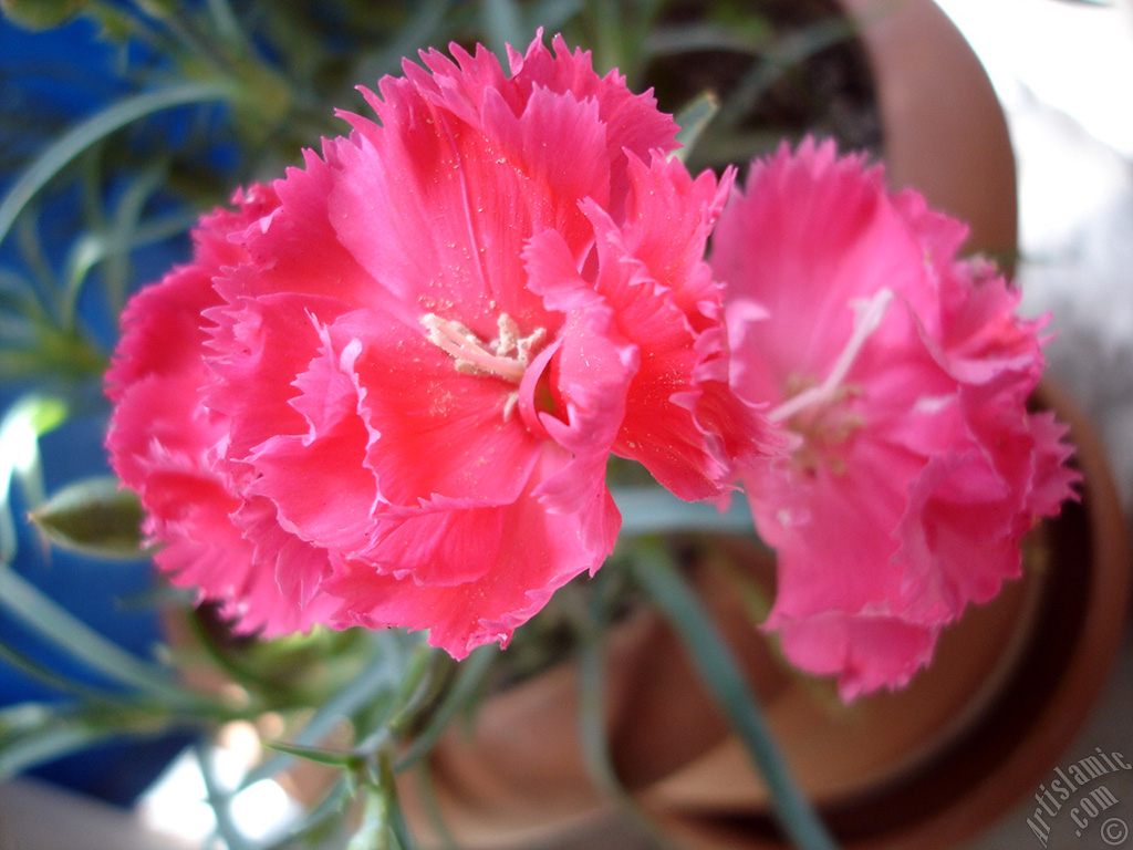 Pink color Carnation -Clove Pink- flower.
