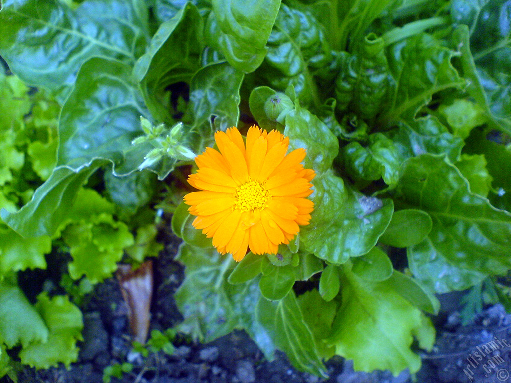 Dark orange color Pot Marigold -Scotch Marigold- flower which is similar to yellow daisy.
