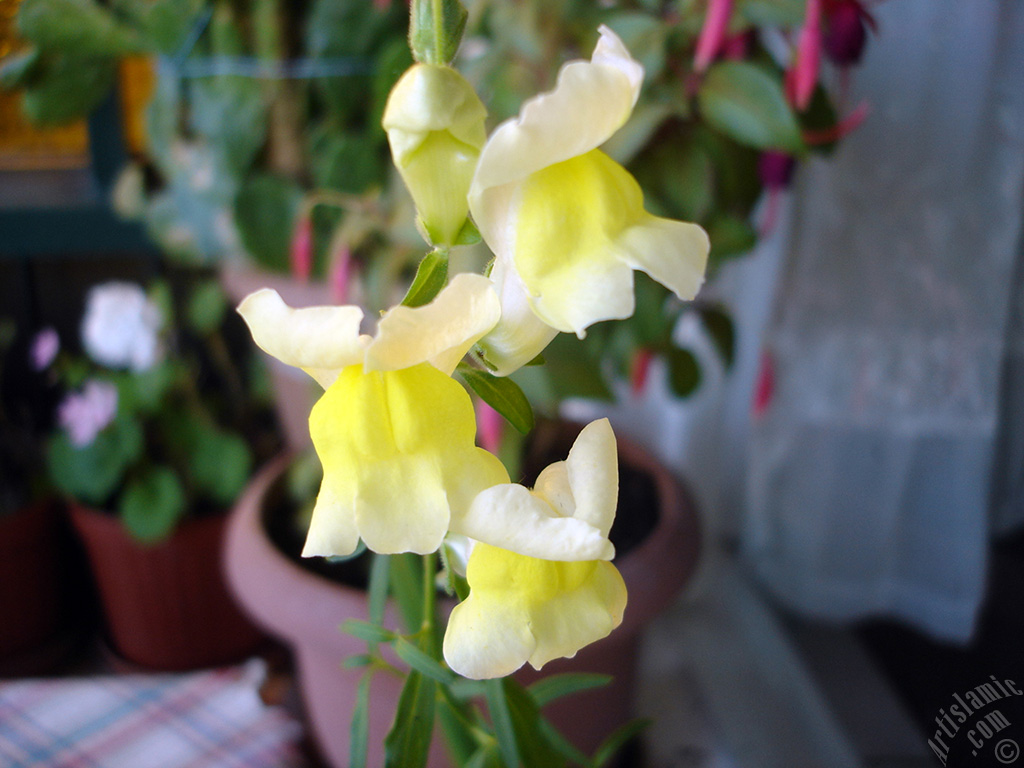 Yellow Snapdragon flower.
