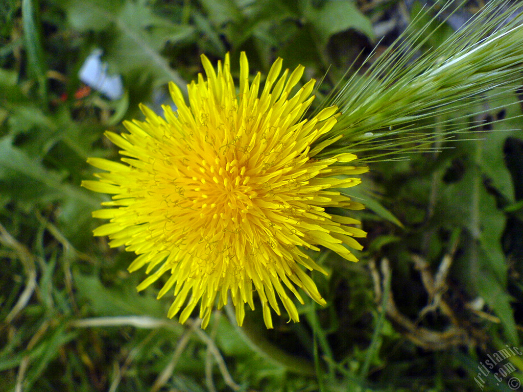 A yellow color flower from Asteraceae Family similar to yellow daisy.
