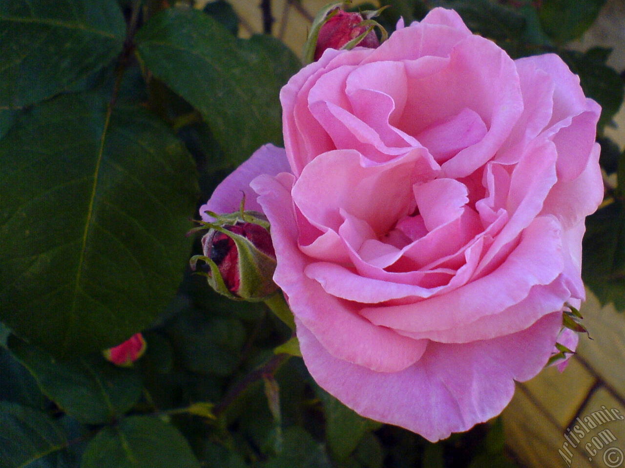 Pink rose photo.
