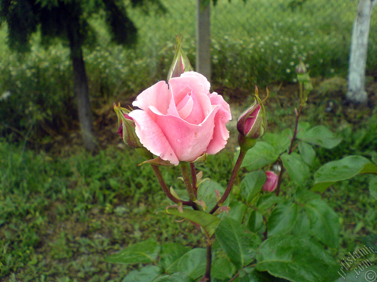 Pink rose photo.
