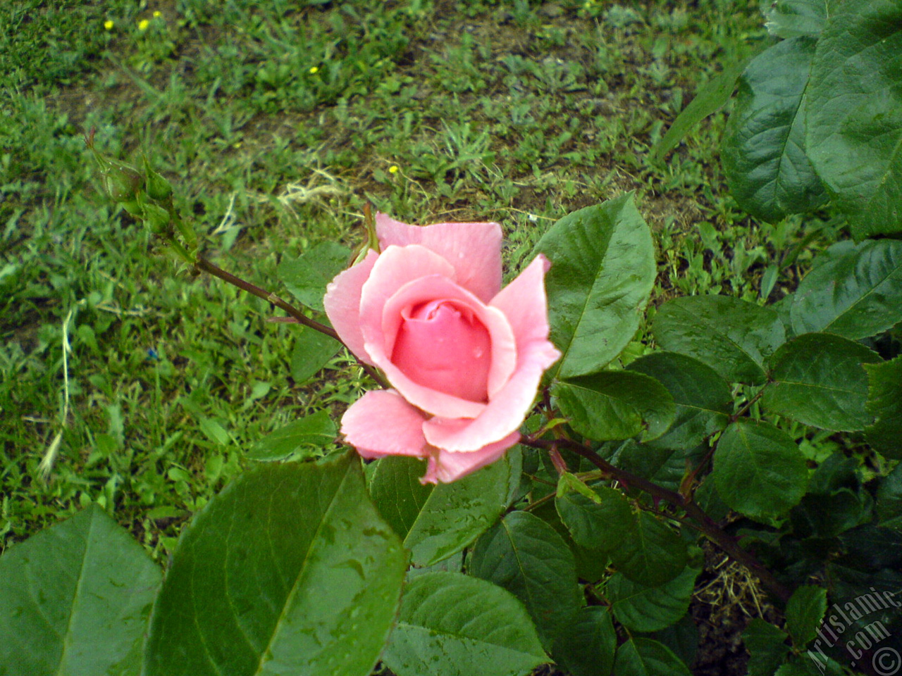 Pink rose photo.
