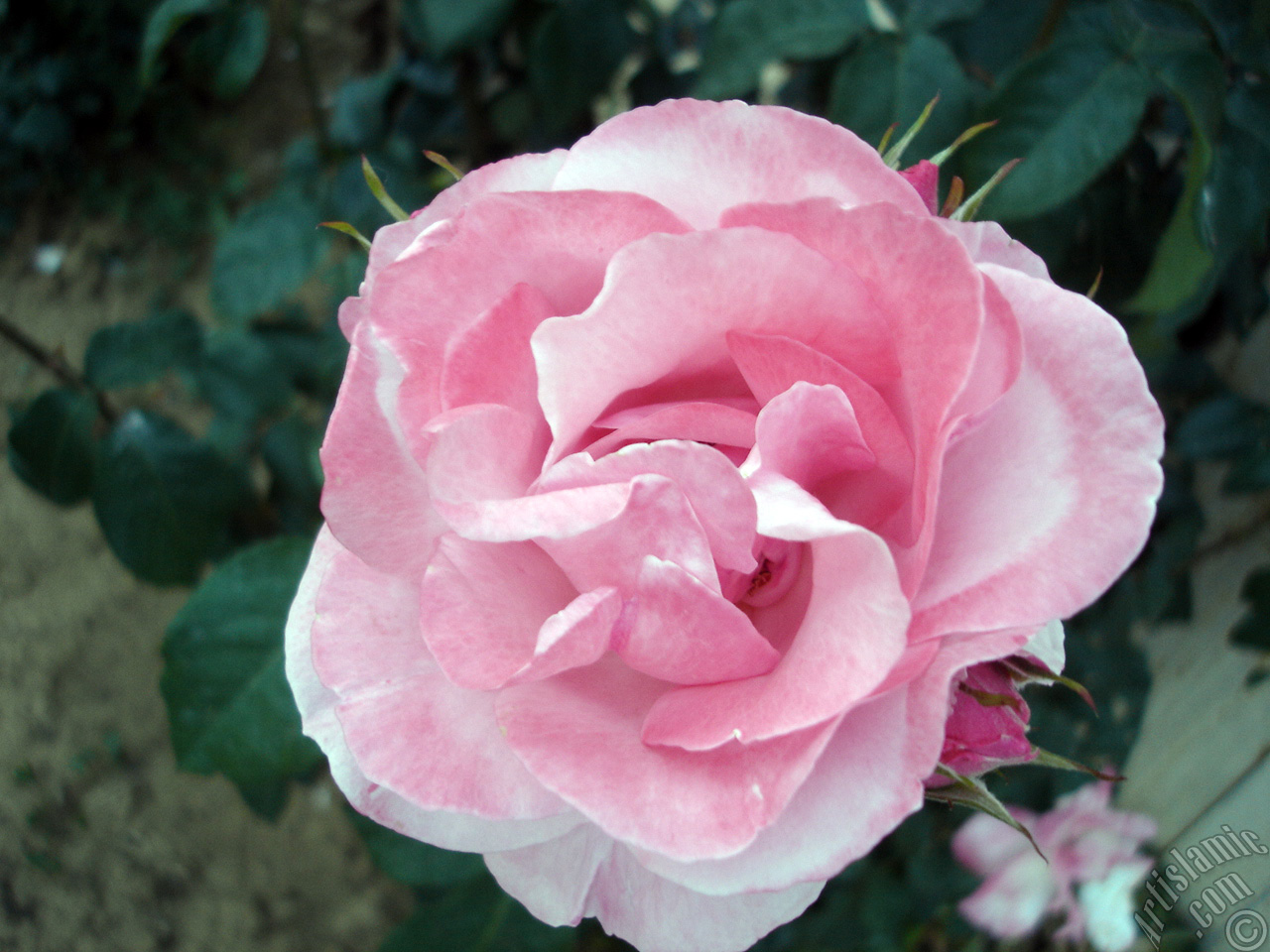 Pink rose photo.
