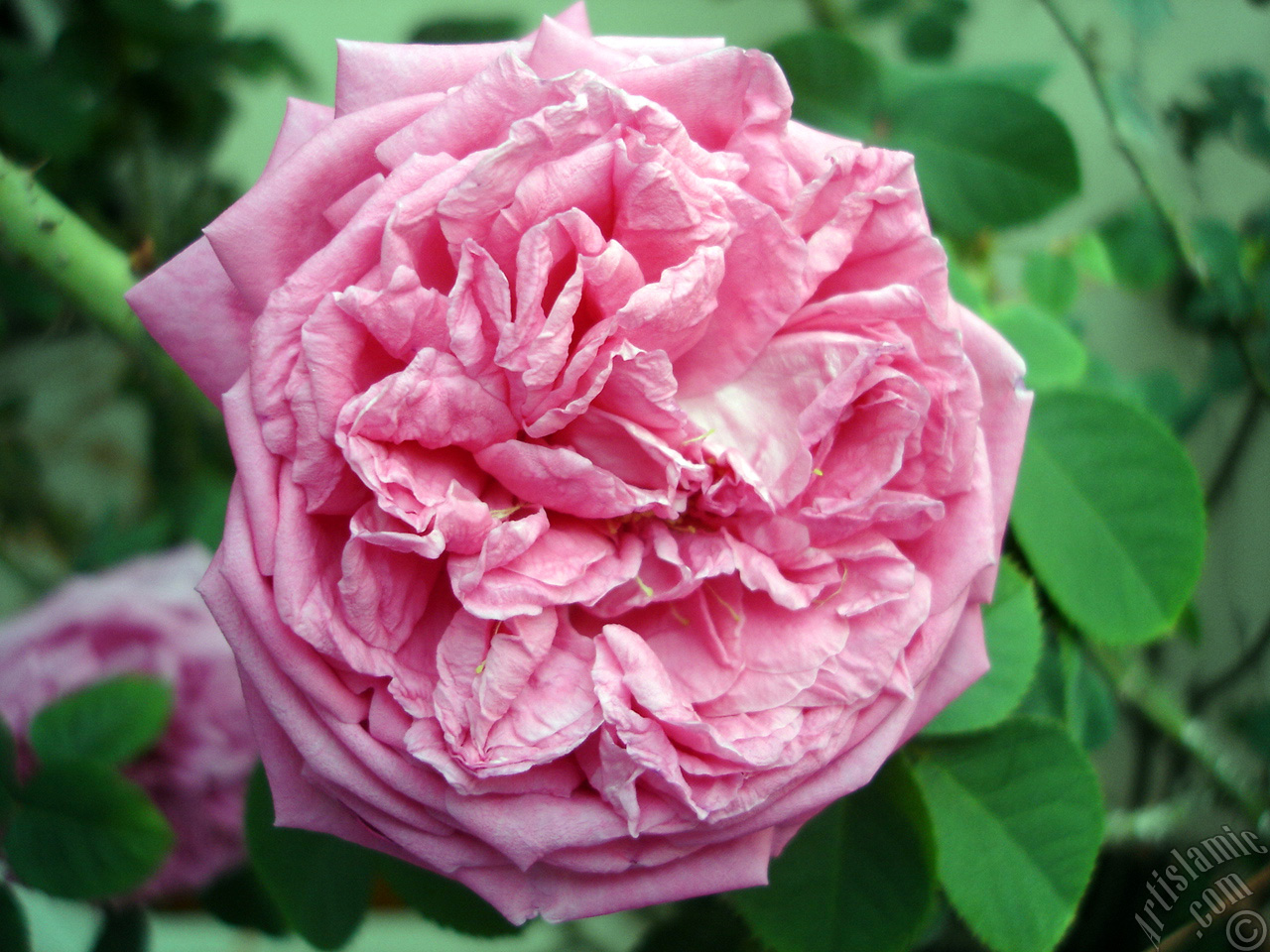 Pink rose photo.
