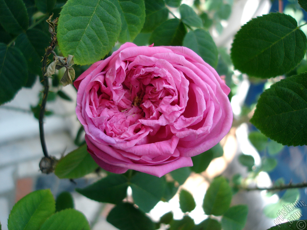 Pink rose photo.
