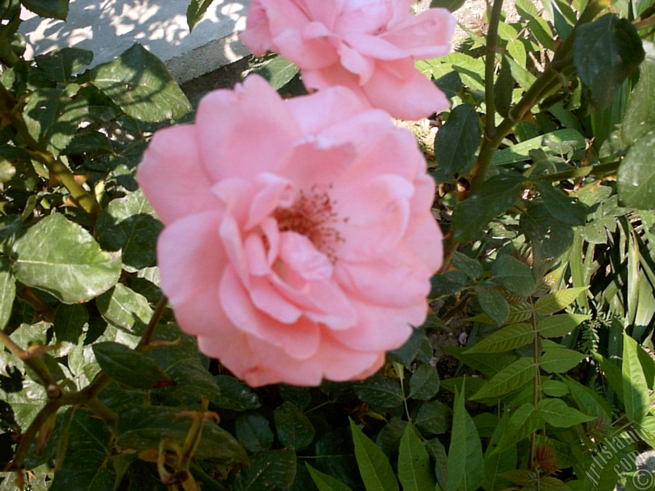 Pink rose photo.
