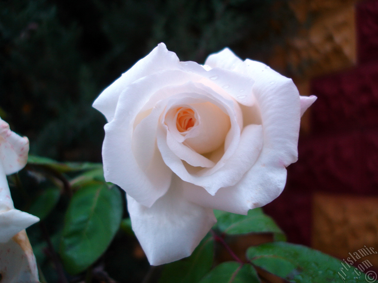 White rose photo.
