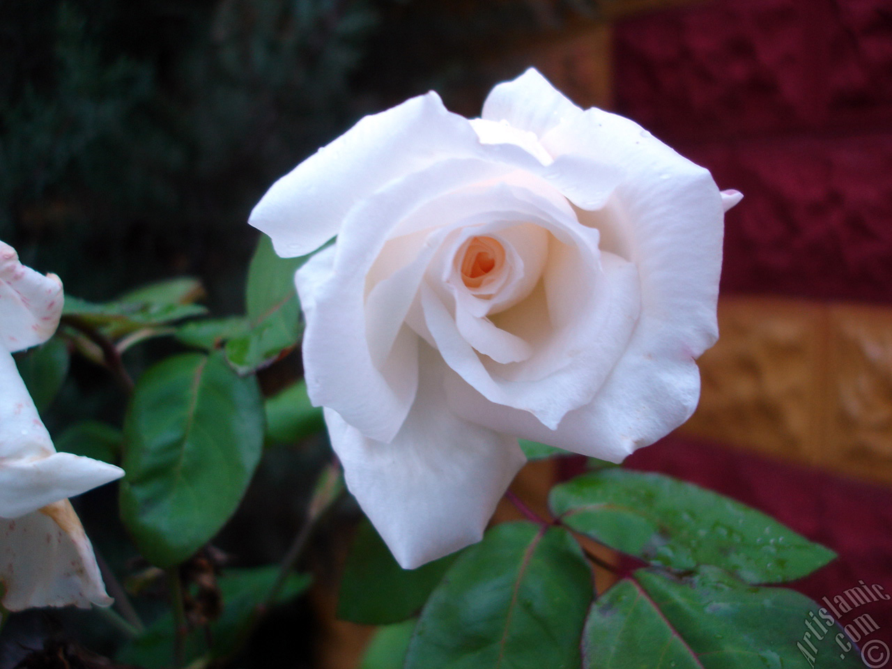 White rose photo.
