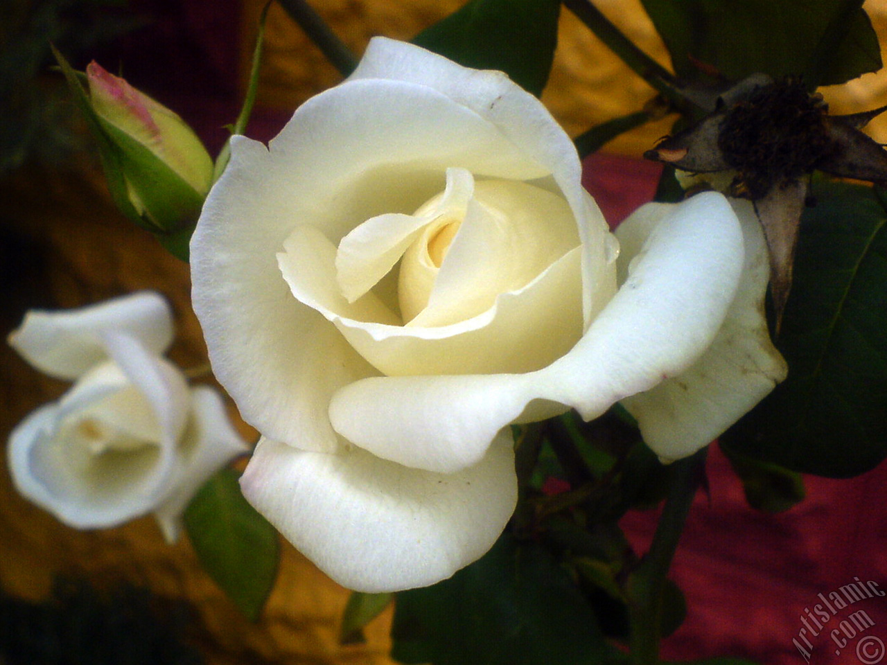 White rose photo.
