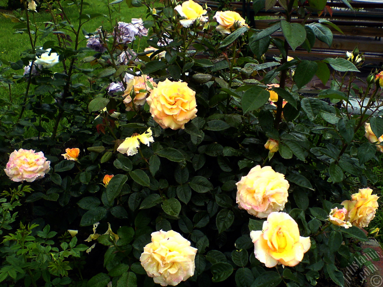 Yellow rose photo.
