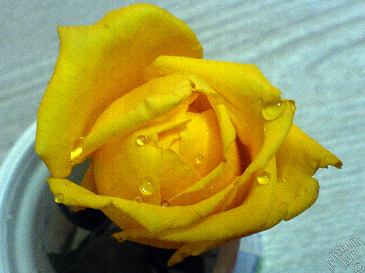 Yellow rose photo.
