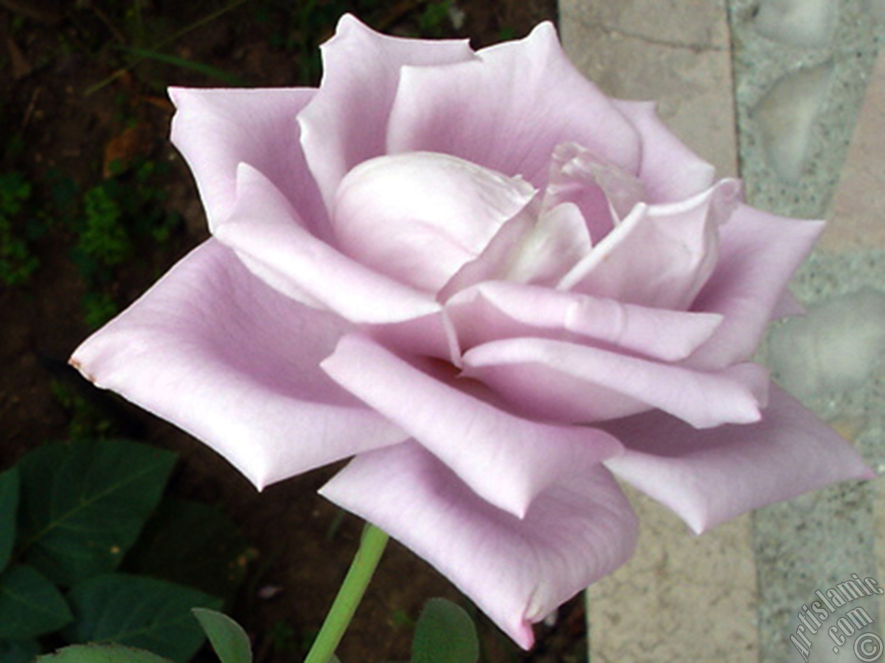 Lilac-color (lavender) rose photo.
