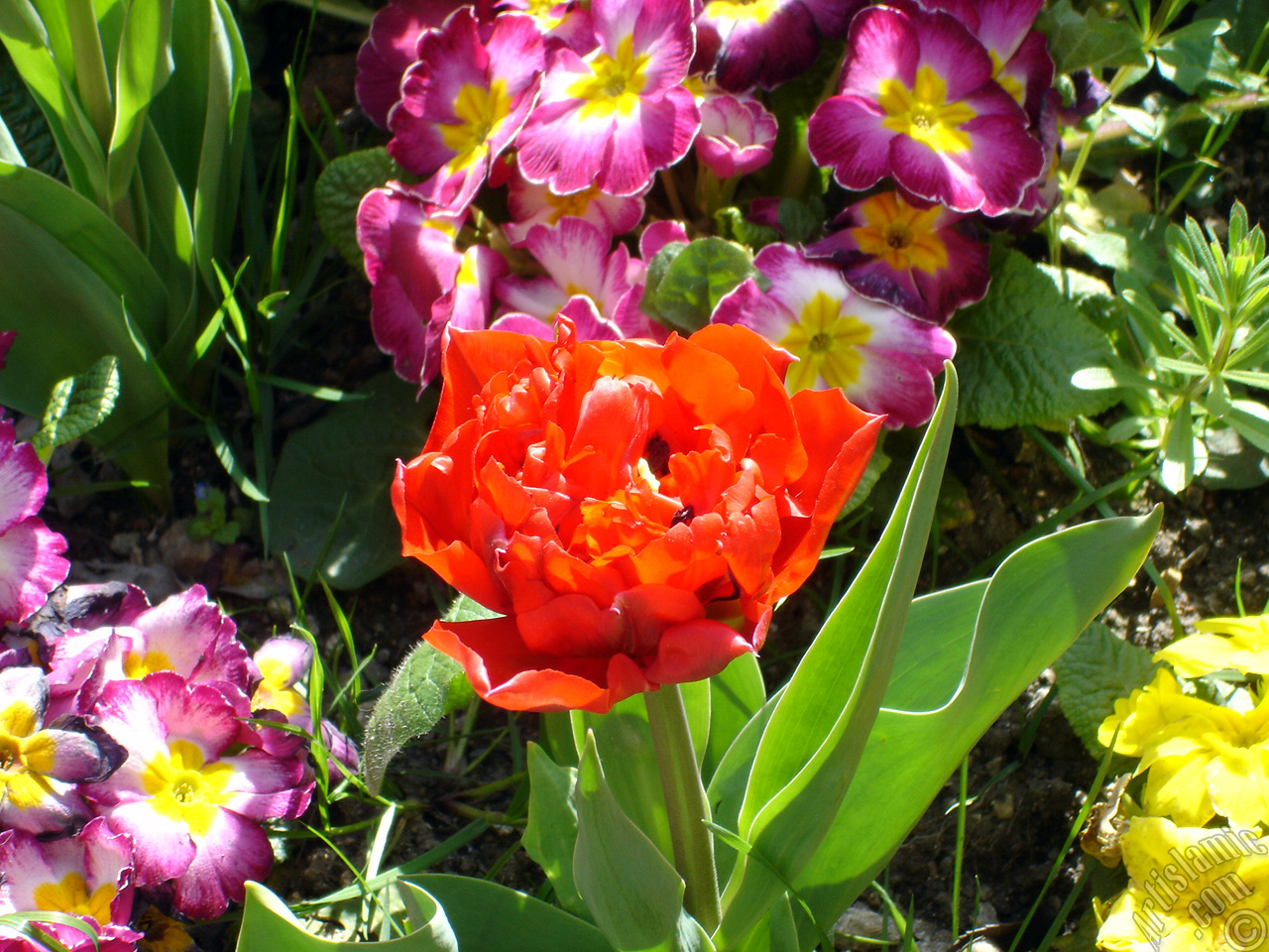 Red Turkish-Ottoman Tulip photo.
