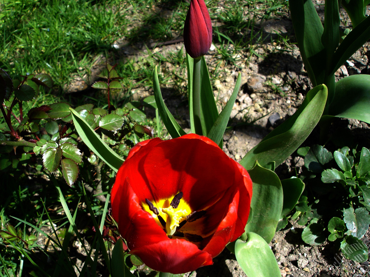 Red Turkish-Ottoman Tulip photo.
